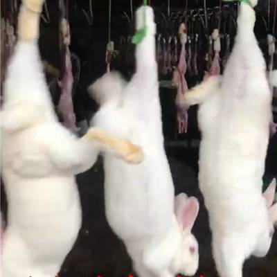 兔子屠宰设备销售厂家-诸城昊腾机械-文山兔子屠宰设备