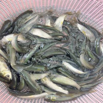 求购周边草鲩鱼苗杂交金草鱼苗已打疫苗草鱼苗