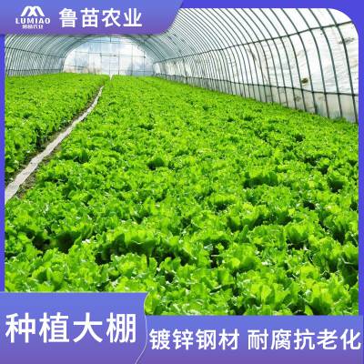 生态温室大棚安装方法 双层双膜 种植大棚厂 商直 供 鲁苗农业