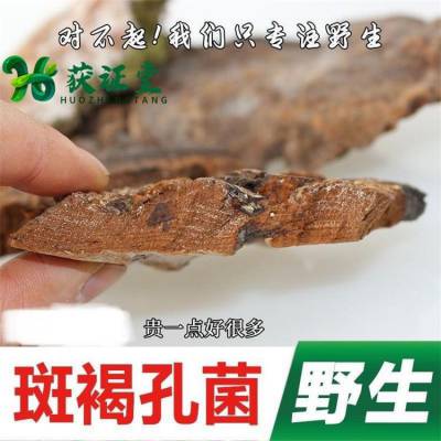 斑褐孔菌层卧孔菌获证堂药业 灵芝批发大卖场