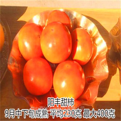 阳丰柿子苗报价多少 阳丰甜柿子苗多少钱一棵出售