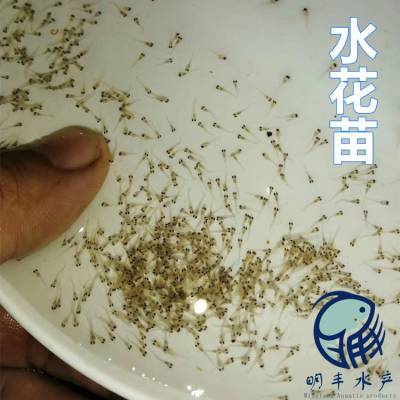 淡水罗非水花苗 攸县花鲢水花苗 吉富罗非苗水花苗报价