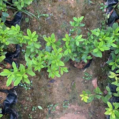 毛杜鹃袋苗 毛杜鹃小苗 别墅庭院花园开花植物