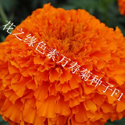 ɫپ ӽһɫپF1 