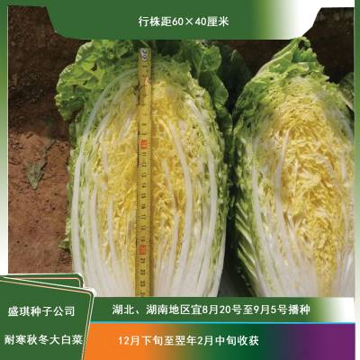 CR春福 耐寒大白菜种子 越冬白菜 秋季栽培 黄芯 单球重约5-7斤左右 抗根肿病