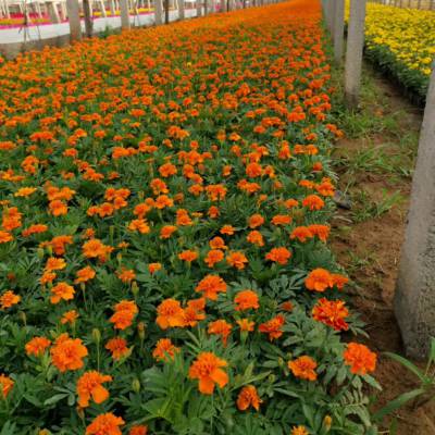 草花孔雀草基地 国庆租摆造型 花期长花色鲜艳 四季草花基地