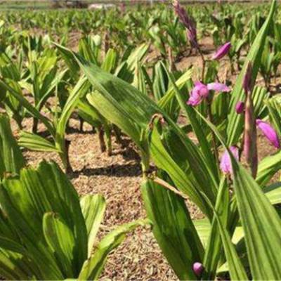 永安龙岩福清白芨七叶一枝花种植基地