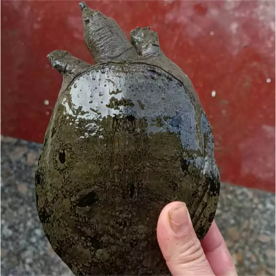 ձ лڻ ɳ 