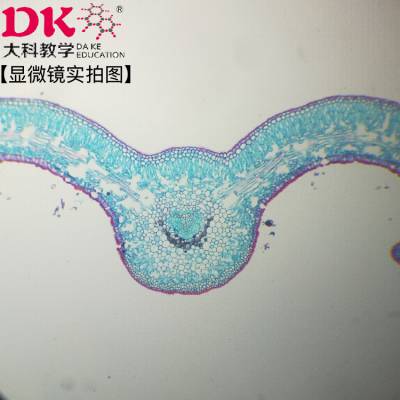 显微镜玻片铁树叶横切生物教学切片植物生物标本