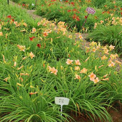 庭院阳台地被绿植宿根花卉 忘忧草苗 萱草花苗