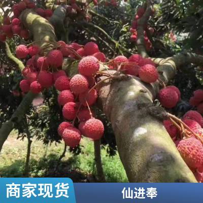 台湾释迦佛头果苗嫁接苗番荔枝苗凤梨苗南北方种植庭院地栽果树苗