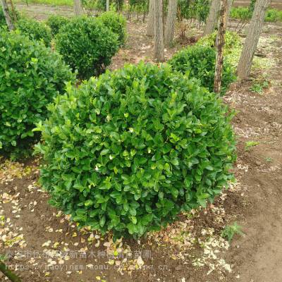 大冠地栽卫矛球 80公分-2米 庭院行道园林绿化用苗 基地货源充足