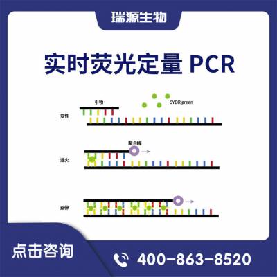ʵʱӫⶨ PCR