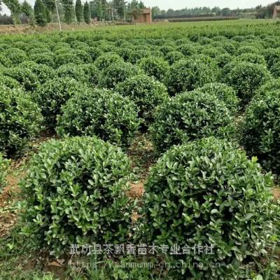 小区四季型大叶黄杨球_工程养护大叶黄杨球_茶飘香大叶黄杨球***