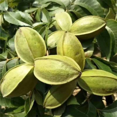 美国山核桃 美国山核桃 美国山核桃 美国山核桃 美国山核桃 美国山核桃 美国山核桃 美国山核桃 美国