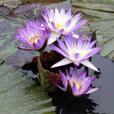 睡莲基地价格 碗莲种植基地 观赏花卉睡莲