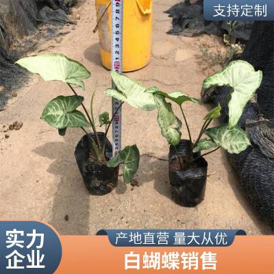 园林 苗木基地 株高28厘米合果芋 白蝴蝶 庭院绿植绿化 现挖现卖