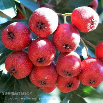 铁山楂 山里红种植户 红果原料 优质铁山楂原料产地 新高食品