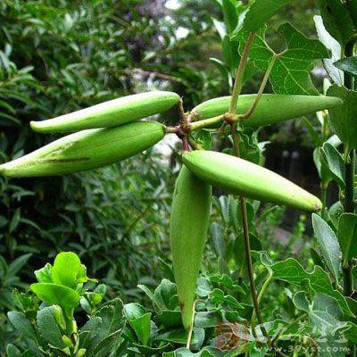 隔山消提取物隔山消速溶粉隔山消浸膏粉