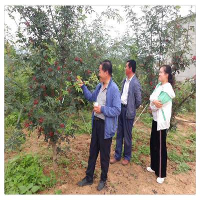 销售花椒树小苗 花椒树小苗 报价 无刺花椒树苗