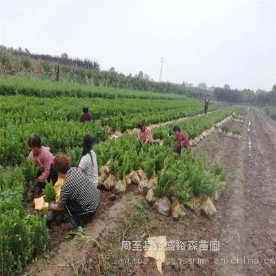 树苗基地冬青绿篱 周至苗圃冬青苗自种基地