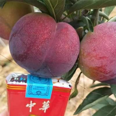 法兰西西梅树苗 半边红李子苗 行情价格 帅阳 农户种植培育