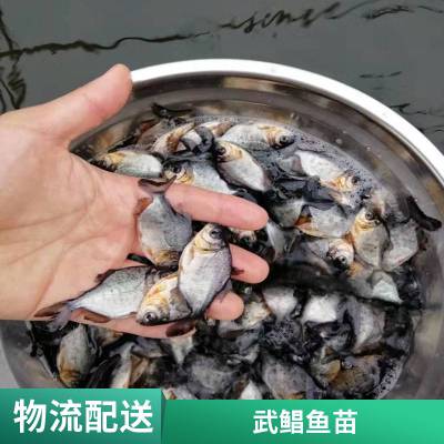 淡水白鲳鱼苗生长速度快 港发水产 支持定制 少病害红鲳鱼苗