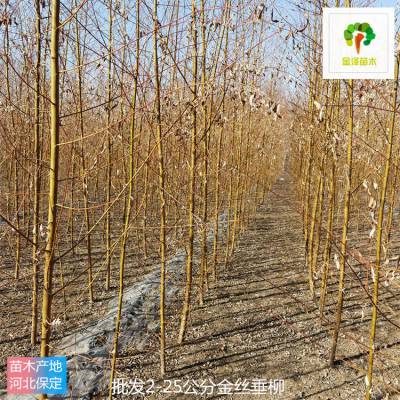 23公分金丝垂柳 远销江苏徐州 根系发达 指导栽培