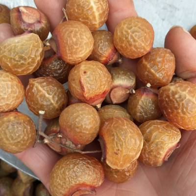 中药材批发无患子