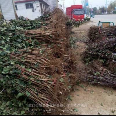 座果***大棉球山楂树苗 耐贮藏酸味强山楂树苗_小宋山楂树苗报价