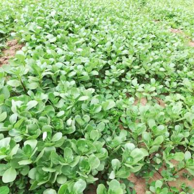 济南野菜种植基地大量供应马齿苋种子 野菜种子品种***