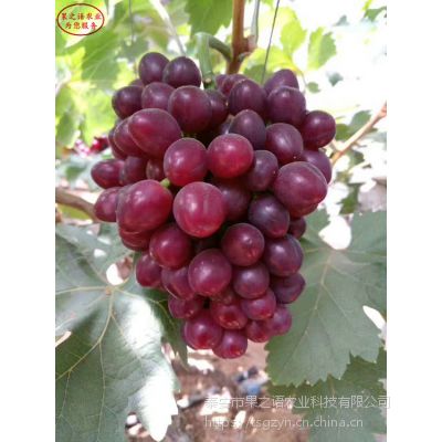 妮娜皇后葡萄苗量大从优、和田红葡萄苗诚信经营