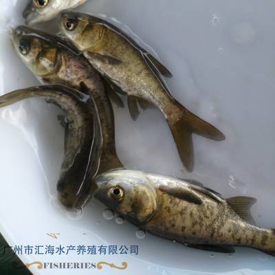 广东汇海鱼苗供应 大头鱼苗 鱼苗批发 大头鱼苗 优惠直销