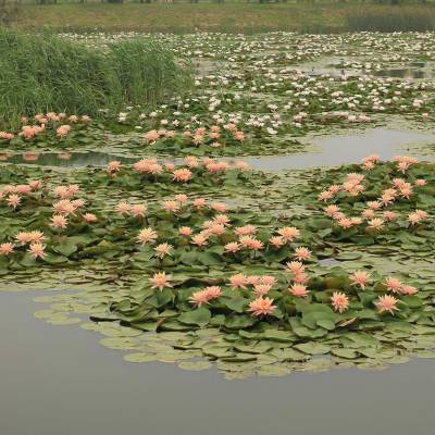 供应四川成都荷花苗|成都睡莲苗|成都荷花种苗|成都睡莲种苗|荷花睡莲价格|荷花睡莲种植基地