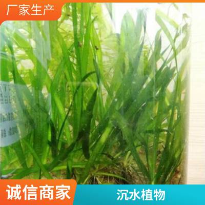 沉水植物耐寒苦草常绿根系健壮矮生苦草就近发货负责施工包成活