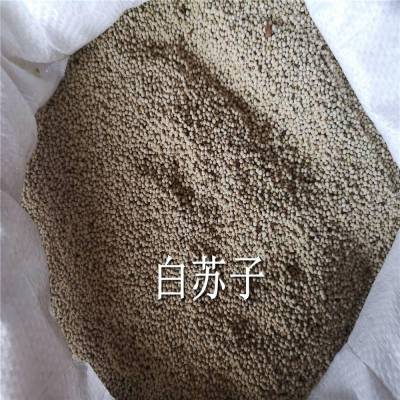 中药材白苏子用法用量/白苏子功能主治/玉竹子药用价值