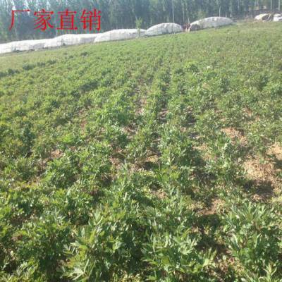 ���˲�ƺ���� ��ƺ��װ �������� ��ľ�������ۻ���