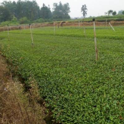 黔东南州茶苗种植技巧种植技巧-一年生茶苗、茶苗种植技巧