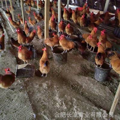 正宗老品种淮南王公鸡-139-650-77015-合肥长淮禽业