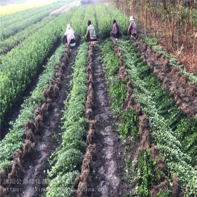 冬青卫矛基地常年种植销售绿化工程苗 卫矛球 单颗