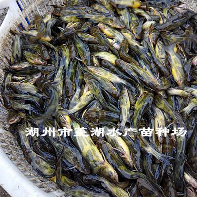 깩ȫӽ