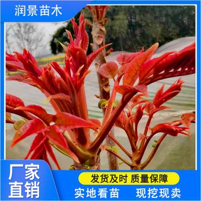 润景园艺场 常年供应红油香椿种子 香椿芽苗 红油香椿树苗 大棚香椿苗批发