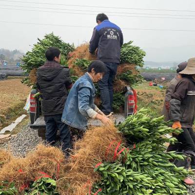 供應紐荷爾園豐倫晚龍回紅九月紅等各品種臍橙苗