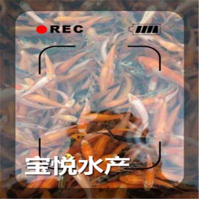 ɽɫ***㶫