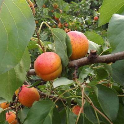 出售山杏树苗 10公分山杏-12公分,15公分山杏树价格