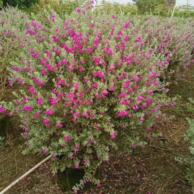 红花玉芙蓉苗池边水岸栽植庭院绿篱花坛花镜切花材料价格 中国供应商