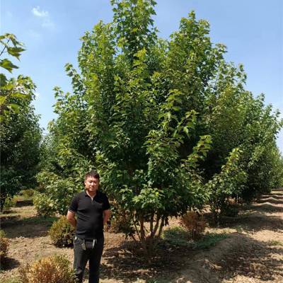 首页>宠物及园艺>园林植物>乔木>1-15公分红枫树丛