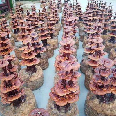 产地供应大型灵芝盆景 康瑞食用菌批发 盆栽灵芝 工艺品礼品厂家