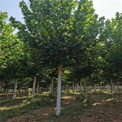 玉树12-20公分法桐树苗 分枝点统一杆直冒圆植株健壮枝叶繁茂