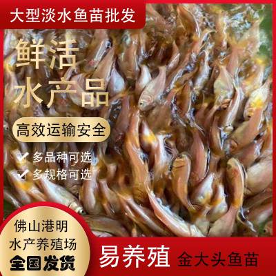 广州附件哪里有金大头鱼苗批发-鲢鱼苗出售价格-送货上门
